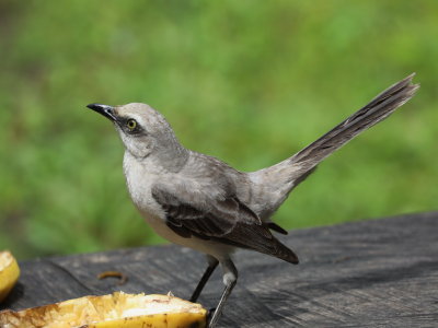 Tropical Mockingbird