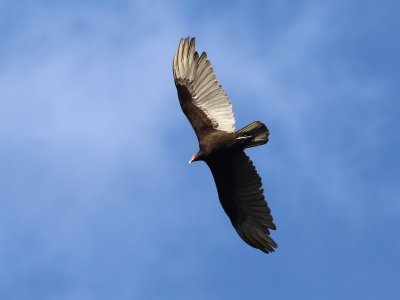 Turkey Vulture