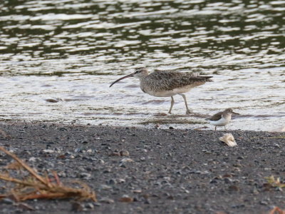 Whimbrel