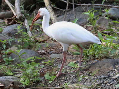 White Ibis