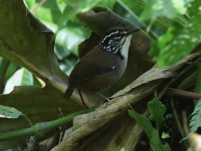 White-breasted Wood Wren
