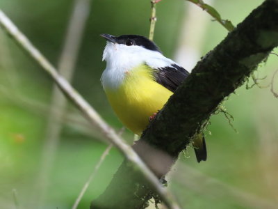 White-collared Manakin