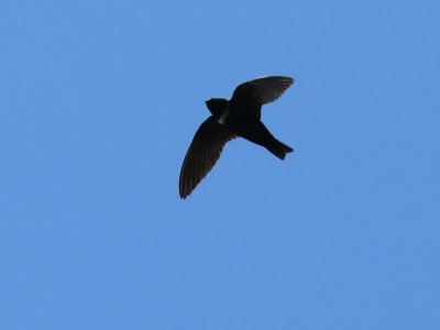 White-collared Swift