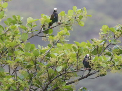 White-crowned Parrot