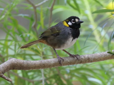 White-eared Ground Sparrow