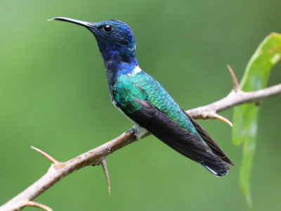 White-necked Jacobin