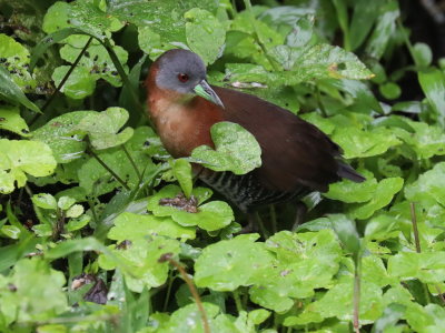 White-throated Crake