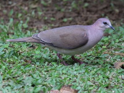White-tipped Dove