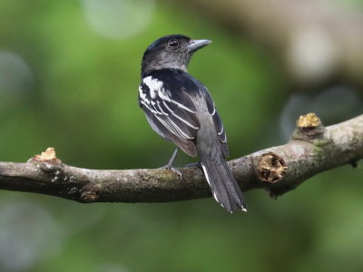 White-winged Becard