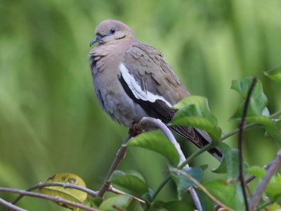 White-winged Dove