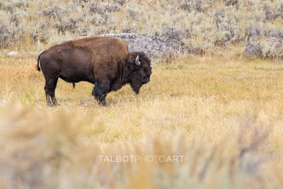 Yellowstone National Park and Grand Teton National Park, USA, September 2017.