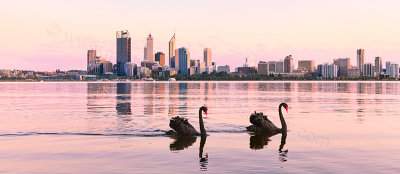 Black Swan on the Swan River at Sunrise, 16th September 2012