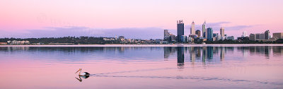 Pelican on the Swan River at Sunrise, 20th November 2012