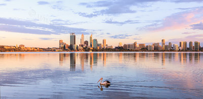 Pelican on the Swan River at Sunrise, 10th December 2012
