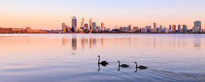 Black Swans on the Swan River at Sunrise, 26th December 2012