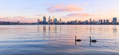 Black Swans on the Swan River at  Sunrise, 26th April 2013