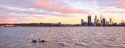 Black Swans on the Swan River at Sunrise, 3rd June 2013