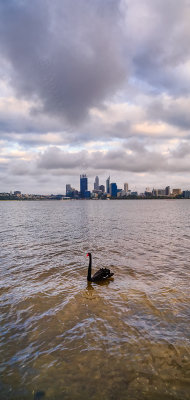 Black Swan on the Swan River at Sunrise, 5th November 2013