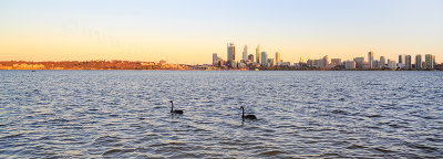 Black Swans on the Swan River at Sunrise, 10th November 2013