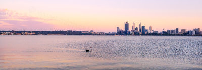 Black Swan on the Swan River at Sunrise, 12th November 2013