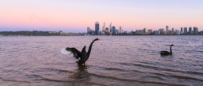 Black Swans on the Swan River at Sunrise, 15th November 2013