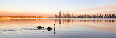 Black Swans on the Swan River at Sunrise, 27th January 2014