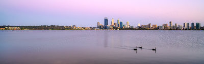 Black Swans on the Swan River at Sunrise, 28th January 2014