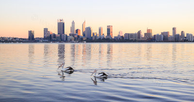 Pelicans on the Swan River at Sunrise, 5th June 2017