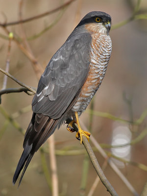 Sperwer - Sparrow Hawk - Accipiter nisus