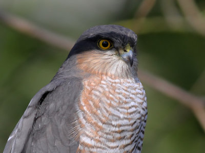 Sperwer - Sparrow Hawk - Accipiter nisus