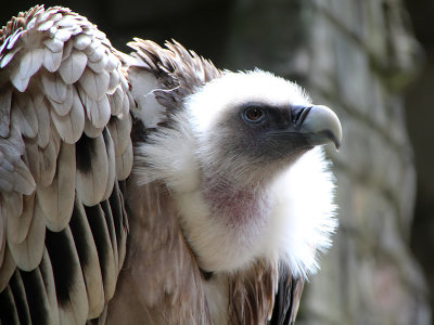 Griffon Vulture - Vale Gier- Gyps fulvus