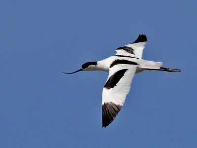 Kluut - Pied Avocet - Recurvirostra avosetta