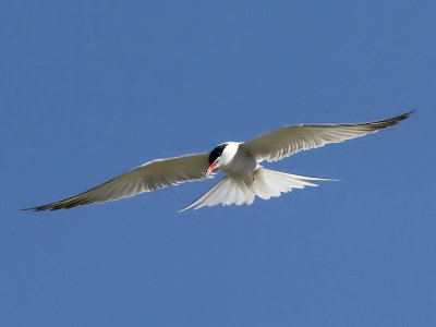 Visdief - Common Tern