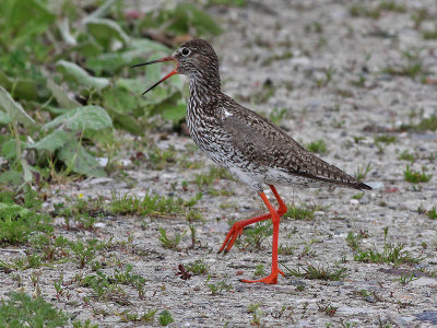 Tureluur - Common Redshank - Tringa totanus