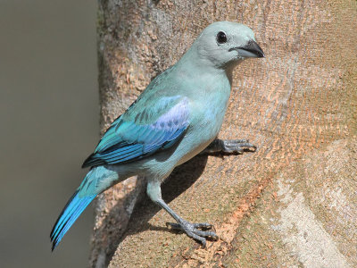 Blue-gray Tanager - Bisschopstangare - Thraupis episcopus