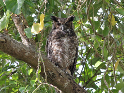 Great horned owl - Amerikaanse Oehoe - Bubo virginianus
