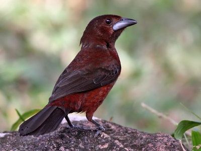 Silver-beaked Tanager - Fluweeltangare - Ramphocelus carbo