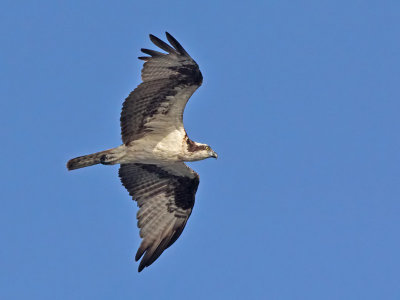 Osprey - Visarend - Pandion haliaetus