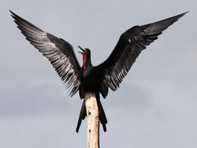 Birds of Suriname 