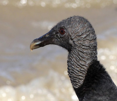 Zwarte Gier - Black Vulture - Coragyps atratus
