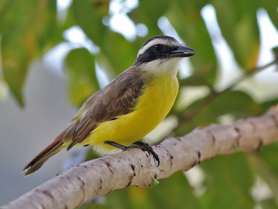 Grote Kiskadie - Great Kiskadee - Pitangus sulphuratus