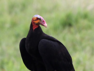 Kleine Geelkopgier - Lesser Yellow-headed Vulture - Cathartes burrovianus