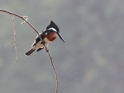 Groene IJsvogel - Green Kingfisher - Chloroceryle americana