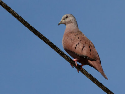 Ruddy Ground Dove - Steenduif - Stonka - Columbina talpacoti