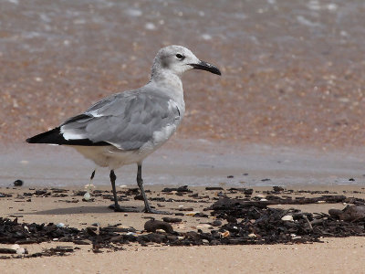 Lachmeeuw - Laughing Gull - Leucophaeus atricilla