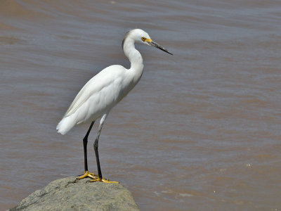 Snowy Egret - Amerikaanse Kleine Zilverreiger - Egretta thula