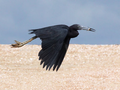 Klleine Blauwe Reiger - Blaw sabaku - Little Blue Heron - Egretta caerulea