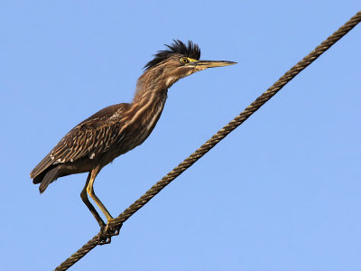 Striated Heron - Mangrovereiger - Tjontjon - Butorides striata