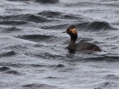 Black necked Grebe - Geoorde_Fuut - Podiceps nigricollis