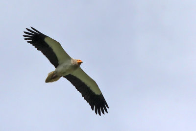 Egyptian Vulture - Aasgier - Neophron percnopterus